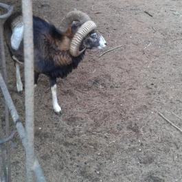 Grandhotel Galya, Galyatető - Környék