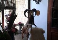 Tercia Hubertus étterem Sopron