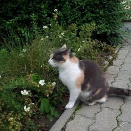 Hotel Villa Völgy, Eger - Medence/kert