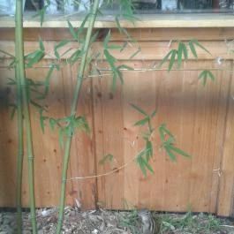 Mókus Sörkert - Étterem & Terasz Budapest - Külső kép