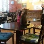 Cat Café - Damjanich utca Budapest - Belső