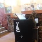 Cat Café - Damjanich utca Budapest - Belső