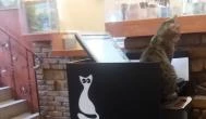 Cat Café - Damjanich utca Budapest - Belső