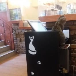 Cat Café - Damjanich utca Budapest - Belső
