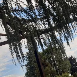 Folly Arborétum, Badacsonyörs - Egyéb