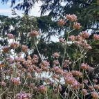 Folly Arborétum Badacsonyörs - Egyéb