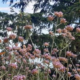 Folly Arborétum, Badacsonyörs - Egyéb