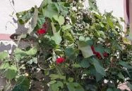 Pikoló Vendéglő Bakonybél