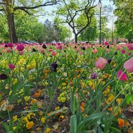Szent István Park Hajdúszoboszló - Egyéb