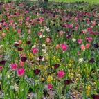 Szent István Park Hajdúszoboszló - Egyéb