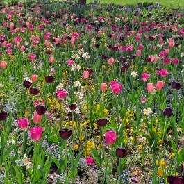 Szent István Park, Hajdúszoboszló - Egyéb