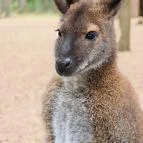 Richter Safari Park Nagykőrös - Külső kép