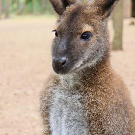 Richter Safari Park Nagykőrös - Külső kép