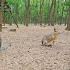 Richter Safari Park Nagykőrös - Külső kép