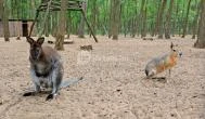 Richter Safari Park Nagykőrös - Külső kép