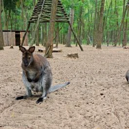 Richter Safari Park Nagykőrös - Külső kép
