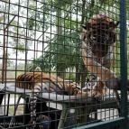 Richter Safari Park Nagykőrös - Külső kép