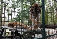 Richter Safari Park Nagykőrös