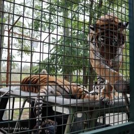 Richter Safari Park Nagykőrös - Külső kép