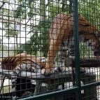 Richter Safari Park Nagykőrös - Külső kép