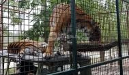 Richter Safari Park Nagykőrös - Külső kép