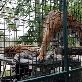 Richter Safari Park Nagykőrös - Külső kép
