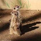 Richter Safari Park Nagykőrös - Külső kép