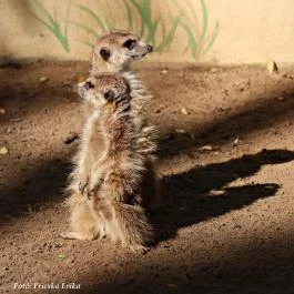 Richter Safari Park Nagykőrös - Külső kép