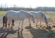 Koppány Fogadó Vámospércs