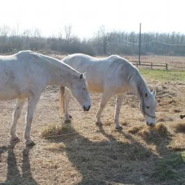 Koppány Fogadó, Vámospércs - Környék