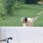 Romantyk Vendégház Mánfa - Egyéb