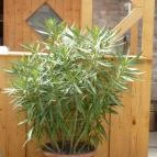 Stube Étterem Pilisvörösvár - Egyéb