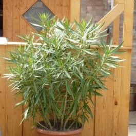 Stube Étterem, Pilisvörösvár - Egyéb