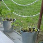 Vitorlás Bisztró Keszthely - Külső kép