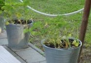 Vitorlás Bisztró Keszthely