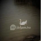 Hotel Aranyhíd Balatonboglár - Környék