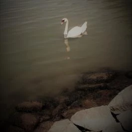 Hotel Aranyhíd Balatonboglár - Környék