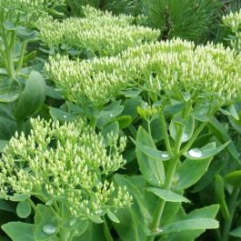 Green Park Villa Wellness & Tréning Eger - Környék