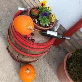 Judit Étterem, Borozó & Panzió, Hajós - Egyéb