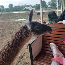 Richter Safari Park Nagykőrös - Egyéb