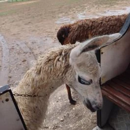 Richter Safari Park Nagykőrös - Egyéb