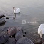 Hotel Panoráma Balatongyörök Balatongyörök - Környék