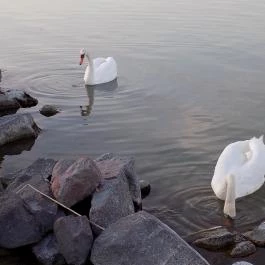 Hotel Panoráma Balatongyörök, Balatongyörök - Környék