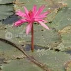 Prestige Ház Hévíz - Egyéb