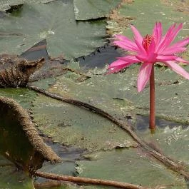 Prestige Ház, Hévíz - Egyéb