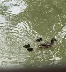 La Terazza Pizzeria Italiana