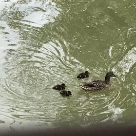 La Terazza Pizzeria Italiana, Nyíregyháza - Egyéb