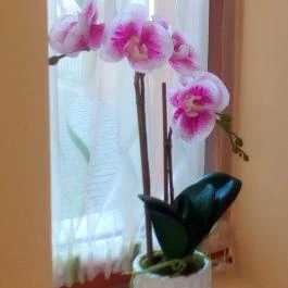 Royal Hotel, Cserkeszőlő - Belső