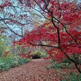 Szarvasi Arborétum Szarvas - Egyéb