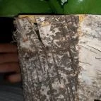 Pomo D’oro Pizzéria & Kávézó Kistelek - Belső